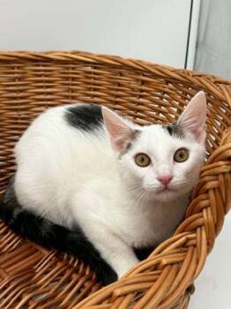 Scottie -  Domestic Short Hair Cat for Adoption in Bowling Green, Kentucky - Scottie | PetCurious