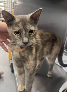 Tart -  Domestic Short Hair Cat for Adoption in Hilton Head Island, South Carolina - Tart | PetCurious