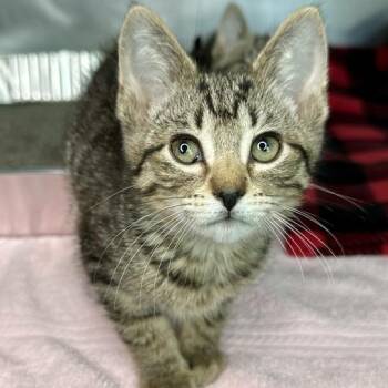 Veggie Burger -  Domestic Short Hair Cat for Adoption in Matteson, Illinois - Veggie Burger | PetCurious