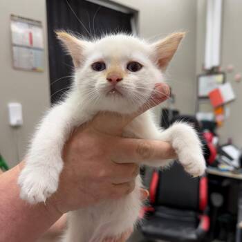 Domestic Short Hair Cats Available for Adoption in Detroit Lakes, Minnesota - Xanax | PetCurious
