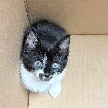 Domestic Short Hair Cats Available for Adoption in Philadelphia, Pennsylvania - Dopey | PetCurious