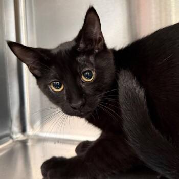 Niles NM -  Domestic Short Hair Cat for Adoption in Denver, Colorado - Niles NM | PetCurious