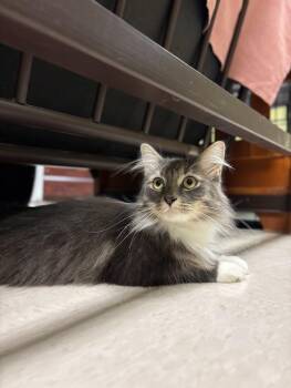 Rescue Domestic Long Hair Cats for Adoption in The Colony, Texas - Elvira | PetCurious