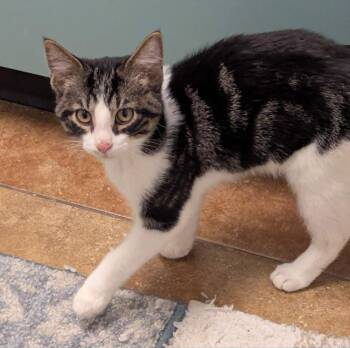 Domestic Short Hair Cats Available for Adoption in South Bend, Indiana - Boomer | PetCurious