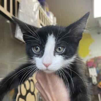 Domestic Short Hair Cats Available for Adoption in Flagstaff, Arizona - JJ | PetCurious
