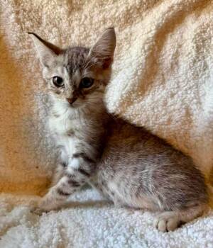 Ryan -  Domestic Medium Hair Cat for Adoption in Glocester, Rhode Island - Ryan | PetCurious
