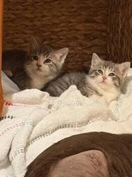 Domestic Short Hair Cats Available for Adoption - Oolong T | PetCurious