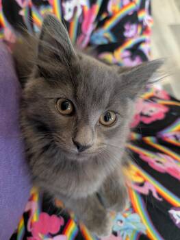 Cafe Kittens - Boba -  Domestic Medium Hair Cat for Adoption in Leesburg, Virginia - Cafe Kittens - Boba | PetCurious