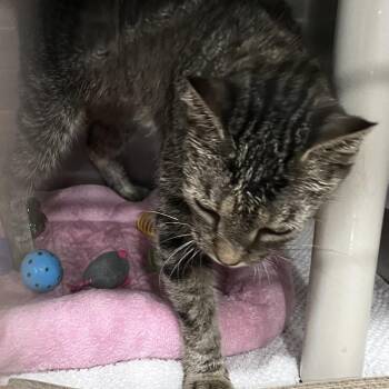 Tabitha -  Domestic Short Hair Cat for Adoption in Richmond Hill, Georgia - Tabitha | PetCurious