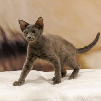 Carlton -  Domestic Short Hair Cat for Adoption in St. Cloud, Florida - Carlton | PetCurious