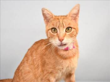 Rescue Domestic Short Hair Cats for Adoption in Loveland, Colorado - LORELAI | PetCurious
