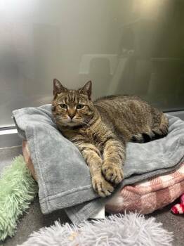 Domestic Short Hair Cats Available for Adoption in Johnson City, Tennessee - Max (w Walnut) | PetCurious