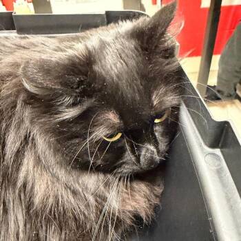 Physh -  Domestic Long Hair Cat for Adoption in Murray, Utah - Physh | PetCurious