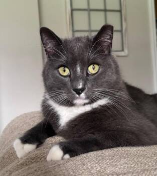 Domestic Short Hair Cats Available for Adoption in Brighton, New York - Theo | PetCurious
