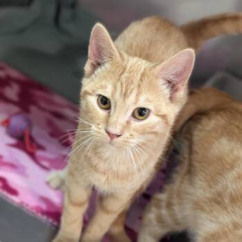 Domestic Short Hair Cats Available for Adoption in Fenton, Michigan - Juice | PetCurious