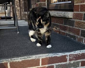 Courtesy post: Flo -  Domestic Short Hair Cat for Adoption in Broomall, Pennsylvania - Courtesy Post: Flo | PetCurious