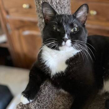 Minnie -  Domestic Short Hair Cat for Adoption in Goshen, Indiana - Minnie | PetCurious