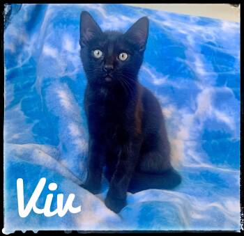 Viv -  Domestic Short Hair Cat for Adoption in El Cajon, California - Viv | PetCurious