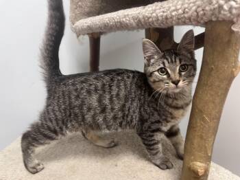 Survi — Tiny Survivor, HUGE Personality -  Tabby Cat for Adoption in Lewis Center, Ohio - Survi — Tiny Survivor, HUGE Personality | PetCurious
