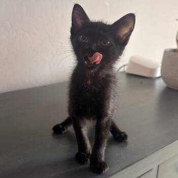 Rooner -  Domestic Short Hair Cat for Adoption in Prescott, Arizona - Rooner | PetCurious