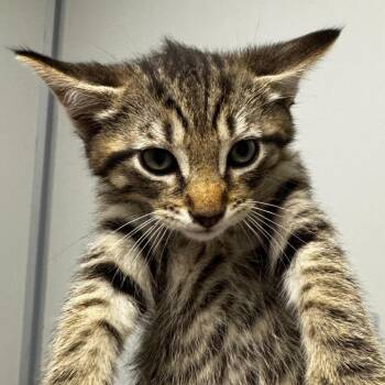 Domestic Short Hair Cats Available for Adoption in Concord, North Carolina - Banana | PetCurious