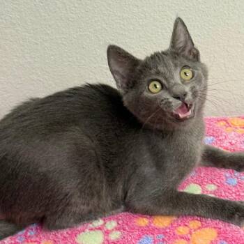 Sadie -  Domestic Short Hair Cat for Adoption in Houston, Texas - Sadie | PetCurious