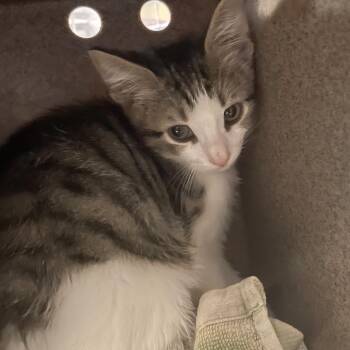 Garnet -  Domestic Short Hair Cat for Adoption in Pasadena, California - Garnet | PetCurious