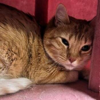 Logan -  Domestic Long Hair Cat Available for Adoption in Lenexa, Kansas - Logan | PetCurious