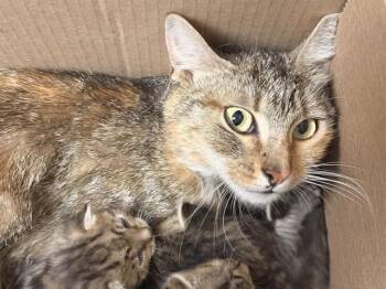 MOLLIE -  Domestic Short Hair Cat for Adoption in Riverside, California - MOLLIE | PetCurious