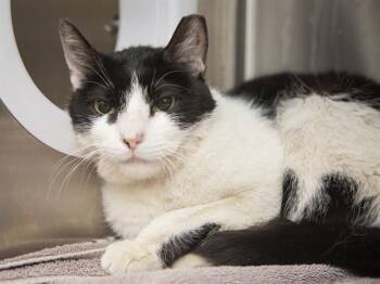 MILEY -  Domestic Short Hair Cat for Adoption in Phoenix, Arizona - MILEY | PetCurious
