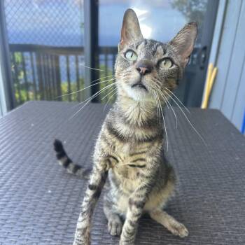 Domestic Short Hair Cats Available for Adoption in Cumming, Georgia - Hubbard | PetCurious