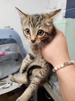 Rescue Domestic Short Hair Cats for Adoption in Republic, Missouri - Ricky | PetCurious