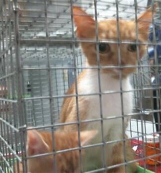 KAI -  Domestic Short Hair Cat for Adoption in Houston, Texas - KAI | PetCurious