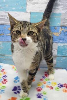 Rescue Domestic Short Hair Cats for Adoption in Washington Court House, Ohio - Buddy The Elf | PetCurious