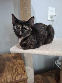Punky -  Domestic Short Hair Cat for Adoption in Kansas City, Missouri - Punky | PetCurious
