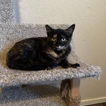Rescue Tortoiseshell Cats for Adoption in Fresno, California - Lena | PetCurious