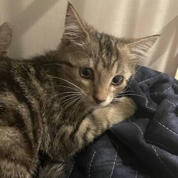 Daisy -  Domestic Short Hair Cat for Adoption in Port Charlotte, Florida - Daisy | PetCurious