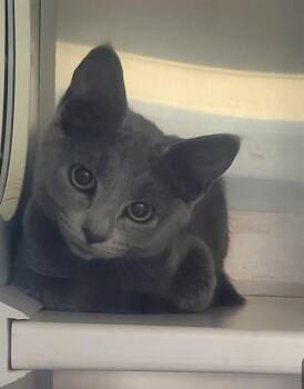 MAKO SHARK -  Domestic Short Hair Cat for Adoption in St. Louis, Missouri - MAKO SHARK | PetCurious