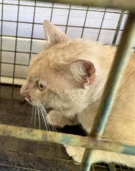 Domestic Short Hair Cats Available for Adoption in Fort Walton Beach, Florida - LORD TINY TYRANT | PetCurious