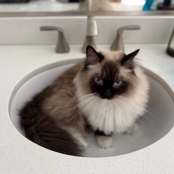 Fluff -  Ragdoll Cat for Adoption in Phoenix, Arizona - Fluff | PetCurious