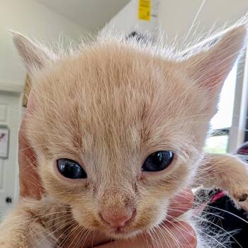 Schroeder -  Domestic Short Hair Cat Available for Adoption in Chapel Hill, North Carolina - Schroeder | PetCurious