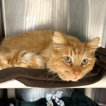 Domestic Long Hair and Domestic Short Hair Cats Available for Adoption in Wheaton, Illinois - Zephyr | PetCurious