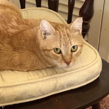 Domestic Short Hair Cats Available for Adoption in Tampa, Florida - Buttercup | PetCurious