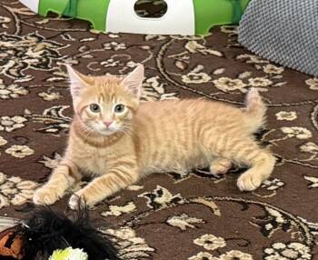 Domestic Short Hair Cats Available for Adoption in Elverson, Pennsylvania - Gizmo (Pre-Adoption Only) | PetCurious