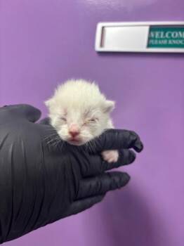 60658873 -  Domestic Short Hair Cat Available for Adoption in El Paso, Texas - 60658873 | PetCurious