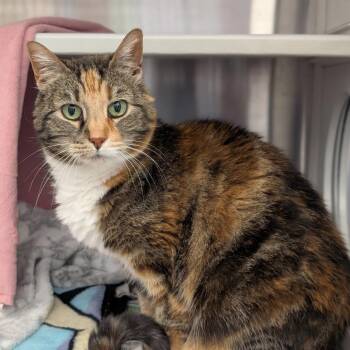 Miranda -  Domestic Short Hair Cat for Adoption in Pittsburgh, Pennsylvania - Miranda | PetCurious