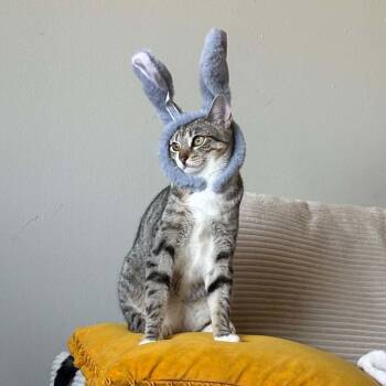 Domestic Short Hair Cats Available for Adoption - Echo | PetCurious