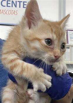 Domestic Short Hair Cats Available for Adoption in Dallas, Texas - OAKS | PetCurious