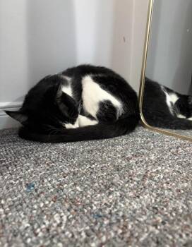 Domestic Short Hair Cats Available for Adoption - Oswald | PetCurious