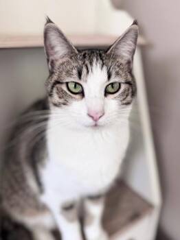 Domestic Short Hair Cats Available for Adoption - Jack Frost | PetCurious